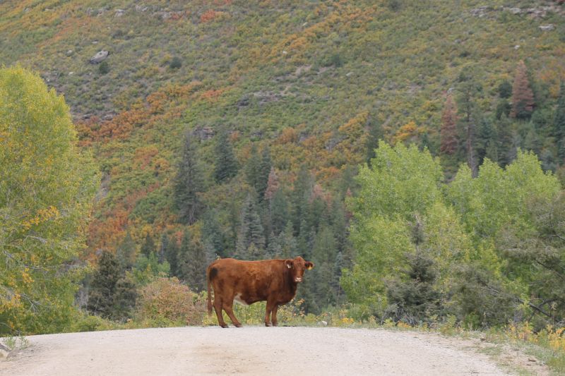 Cow grazing in the mountains of rural New Mexico