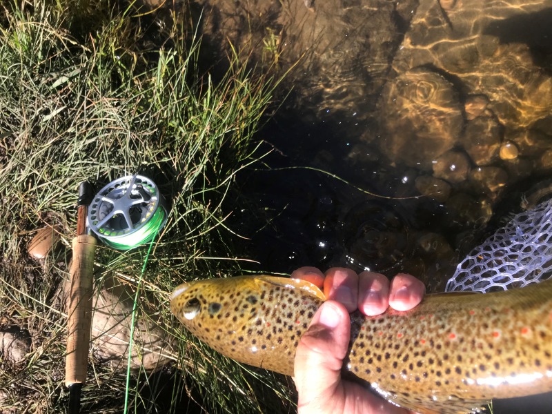 Trout and fly rod and reel