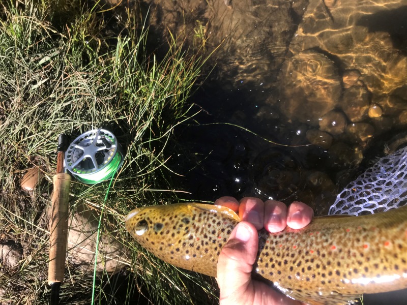 Trout and fly rod and reel Trout and fly rod and reel
